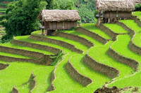 Sa Pa Rice Terraces