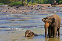 2011 Pinnawala Elephant Sanctuary