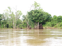 Flooded Forest upper Mekong River 2022