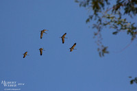 Migratory Demoiselle Cranes