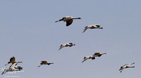 Migratory Demoiselle Cranes